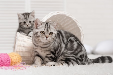 Two cats in baskets with balls of yarn  in the interiorの写真素材