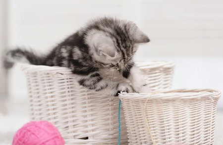 Small tabby kitten in a white basketの写真素材