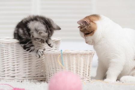 Two kittens playing with balls of yarn in basketsの写真素材