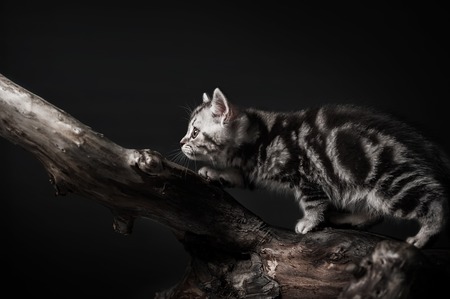Little striped kitten hunts for someone to snagの写真素材