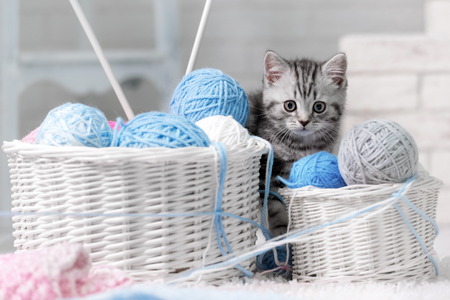 Gray tabby kitten sitting in a basket with balls of yarnの写真素材