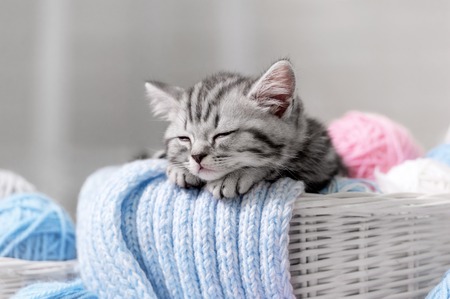 Gray tabby kitten sleeps in a basket with balls of yarnの写真素材