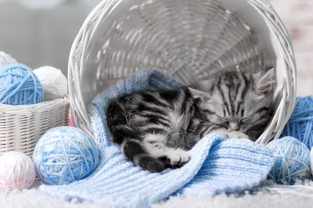 Gray tabby kitten sleeps in a basket with balls of yarnの写真素材