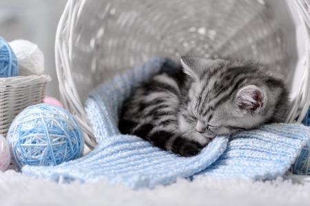 Gray tabby kitten sleeps in a basket with balls of yarnの写真素材