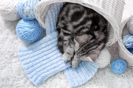 Gray tabby kitten sleeps in a basket with balls of yarnの写真素材