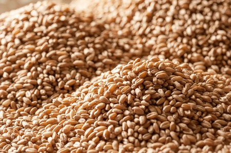 Background from ripe wheat grains の写真素材