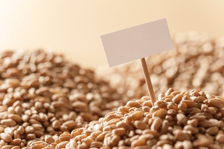 Background from ripe wheat grains の写真素材