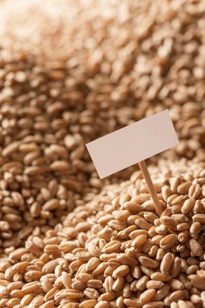Background from ripe wheat grains の写真素材