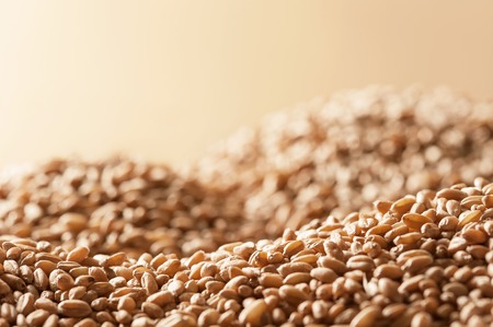Background from ripe wheat grains の写真素材