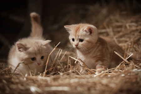 Two small kittens playing in the hayの写真素材