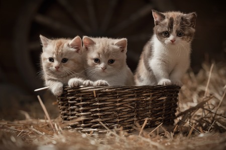 Three kittens in a basket on hay in the barnの写真素材