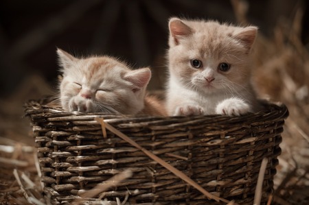 Two kittens sleeping in a basket on hay in the barnの写真素材