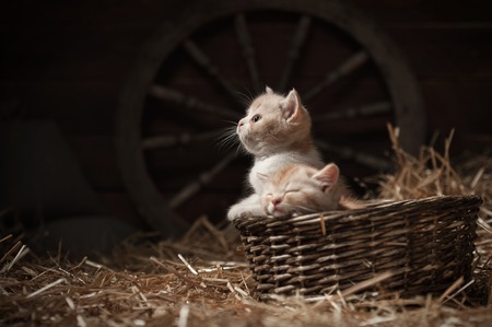 Two kittens sleeping in a basket on hay in the barnの写真素材