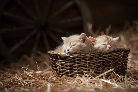 Two kittens sleeping in a basket on hay in the barnの写真素材