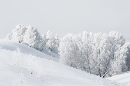 Trees in hoarfrost in winter sunny dayの写真素材