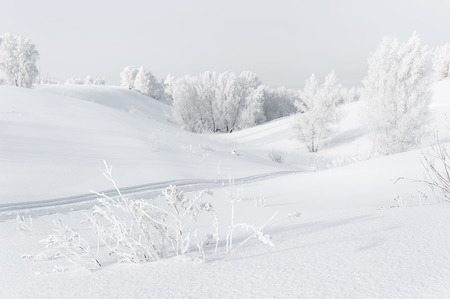Trees in hoarfrost in winter sunny dayの写真素材