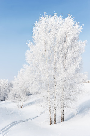 Trees in hoarfrost in winter sunny dayの写真素材
