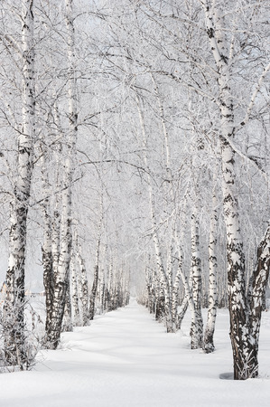 Snow-covered birch alley at winter sunny dayの写真素材