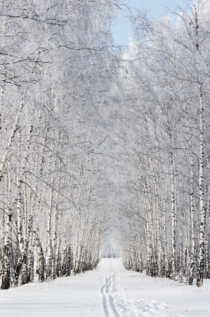 Snow-covered birch alley at winter sunny dayの写真素材