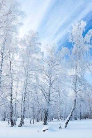 Trees in hoarfrost in winter sunny dayの写真素材