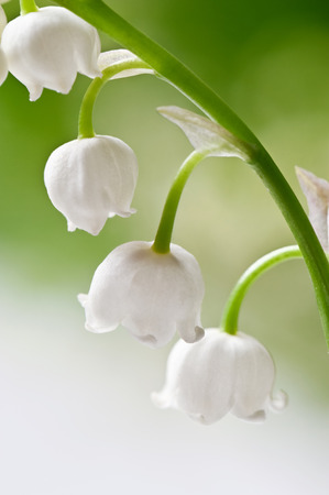 Delicate flowers on a branch of lily of the valleyの写真素材