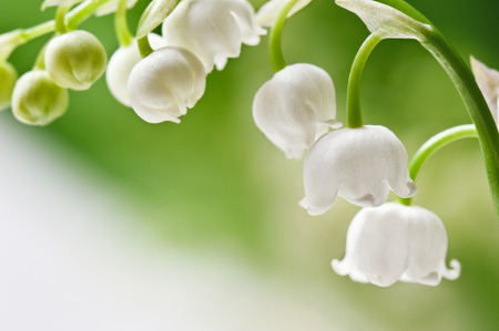 Delicate flowers on a branch of lily of the valleyの写真素材