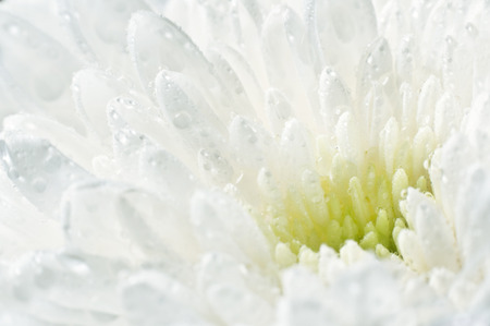 White flower closeupの写真素材