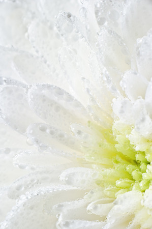 White flower closeupの写真素材