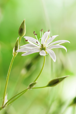 Delicate white flower field close-upの写真素材