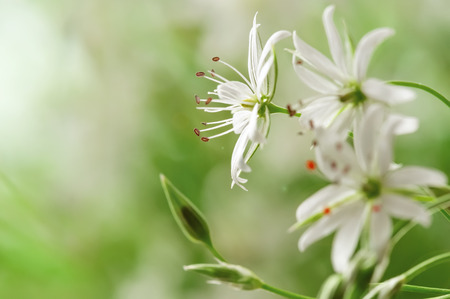 Delicate white flower field close-upの写真素材