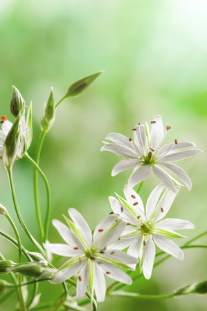 Delicate white flower field close-upの写真素材