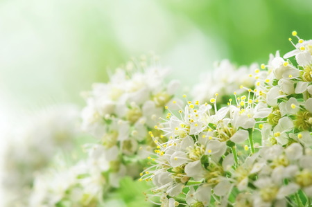 Delicate white flower field close-upの写真素材