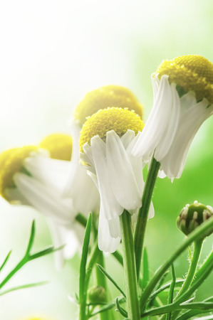 Close chamomile flowers in the morning rays of the sunの写真素材