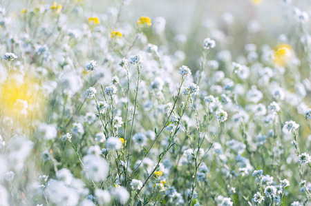 Field grass in sunny summer dayの写真素材