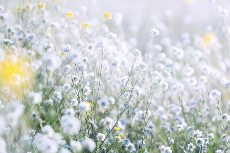 Field grass in sunny summer dayの写真素材