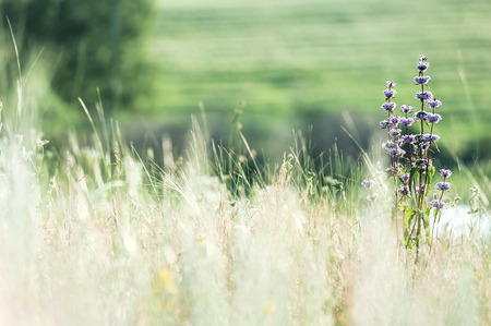 Field grass in sunny summer dayの写真素材