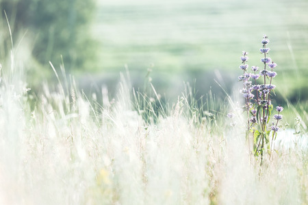 Field grass in sunny summer dayの写真素材