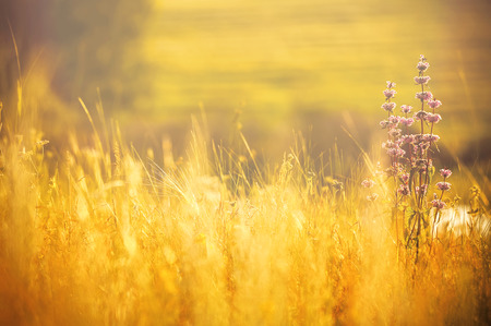 Grass field at sunset on a summer eveningの写真素材