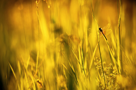 Dragonfly sitting on a blade of grass at sunsetの写真素材