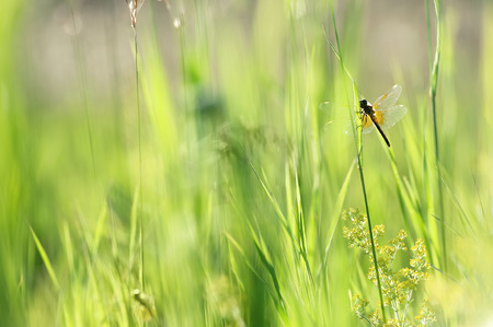 Field grass in sunny summer dayの写真素材