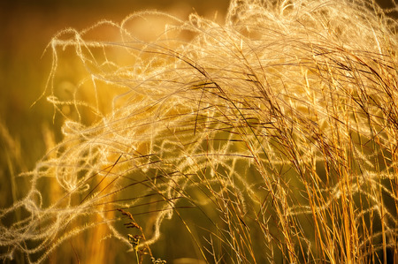 Grass field at sunset on a summer eveningの写真素材
