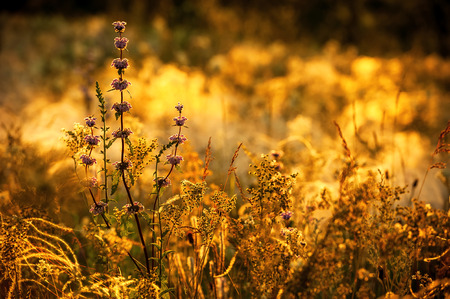 Grass field at sunset on a summer eveningの写真素材