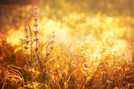 Grass field at sunset on a summer eveningの写真素材