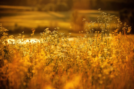 Grass field at sunset on a summer eveningの写真素材