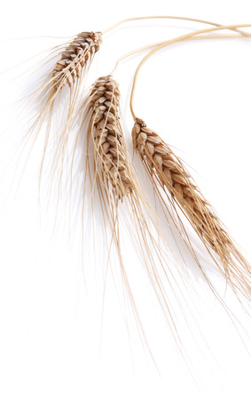Wheat on a white backgroundの写真素材