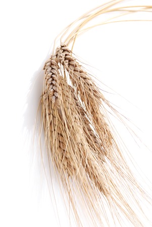 Wheat on a white backgroundの写真素材