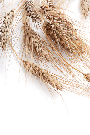 Wheat on a white backgroundの写真素材