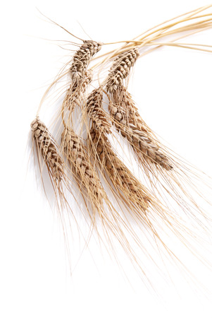Wheat on a white backgroundの写真素材