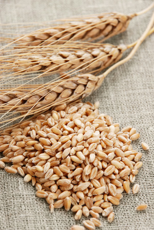 Ear and a grain of the wheat on a hessianの写真素材
