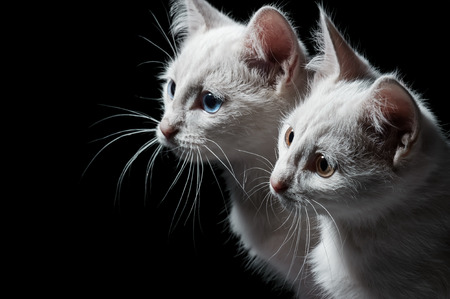 Portrait of two white kittens on black backgroundの写真素材